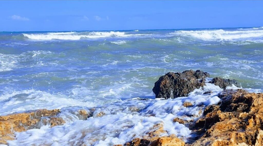 Commercial w Torrevieja - oferta MLSC1630868