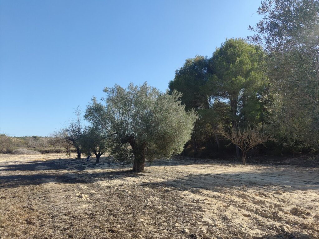 Finca w Torremendo - oferta MLSC6591732