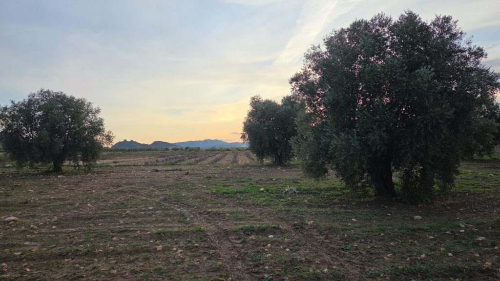 Land w Jumilla - oferta MLSC1003234