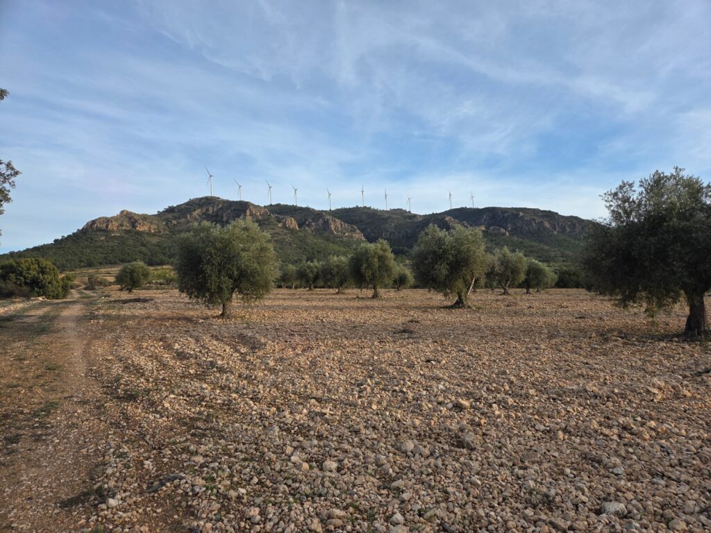 Land w Jumilla - oferta MLSC6917788