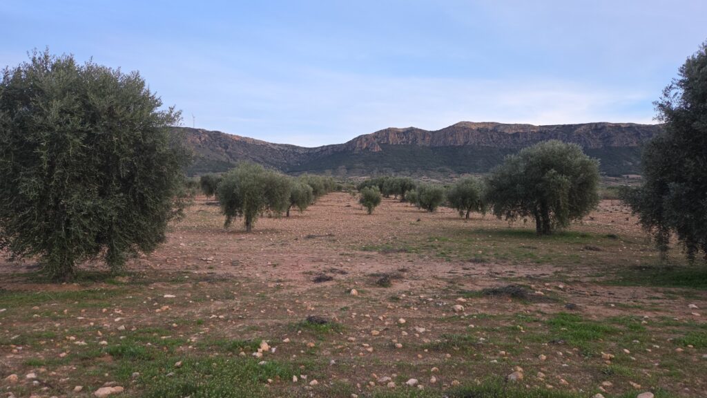Land w Jumilla - oferta MLSC8983349