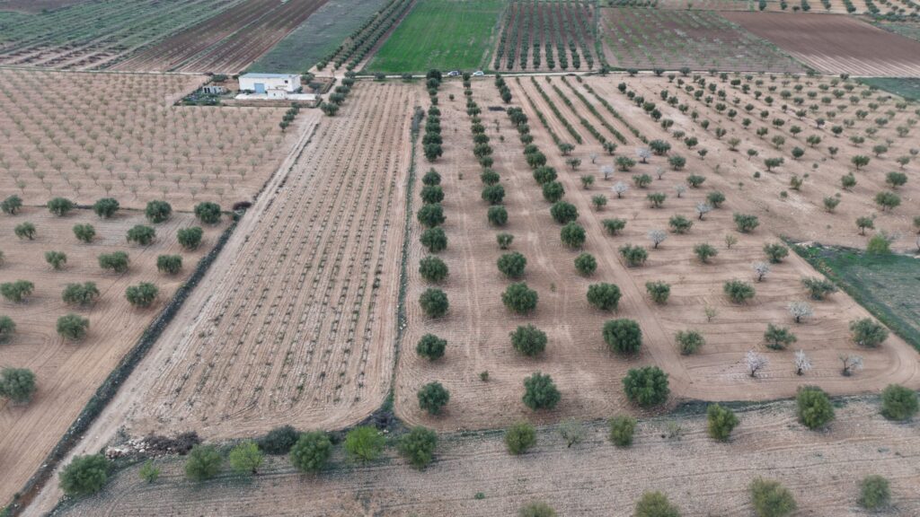 Land w Jumilla - oferta MLSC8983349