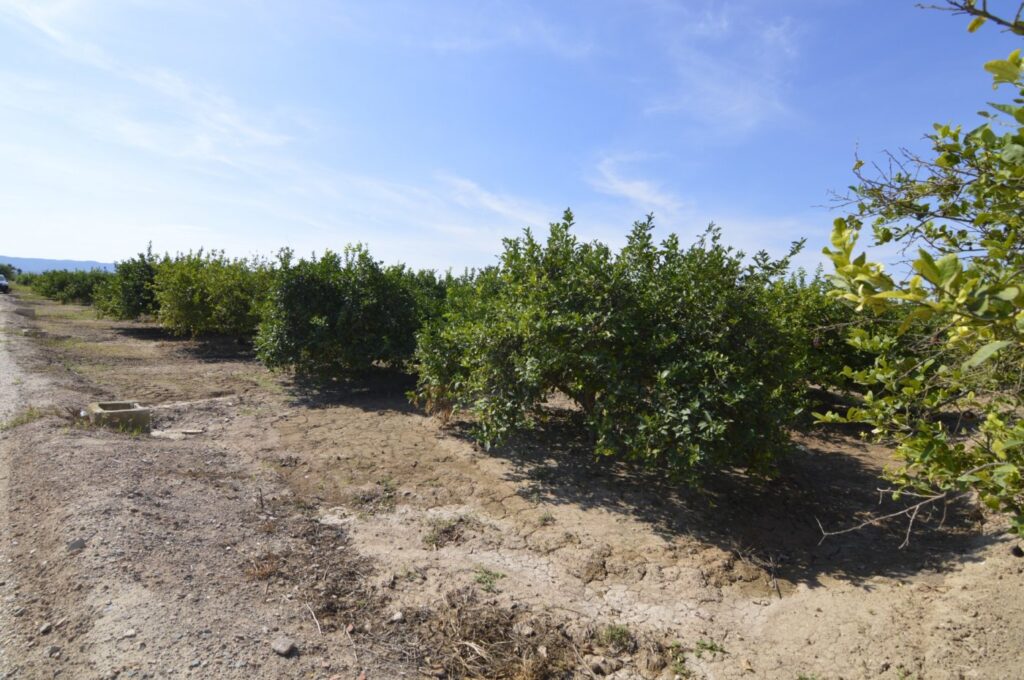 Land w Santomera - oferta MLSC5549335
