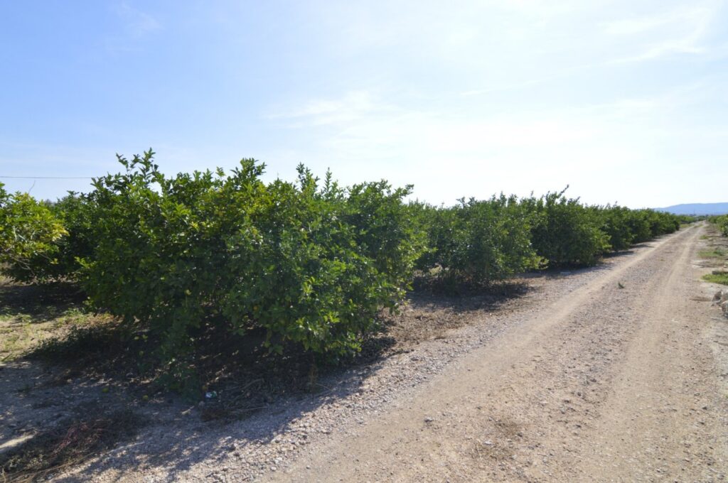 Land w Santomera - oferta MLSC5549335