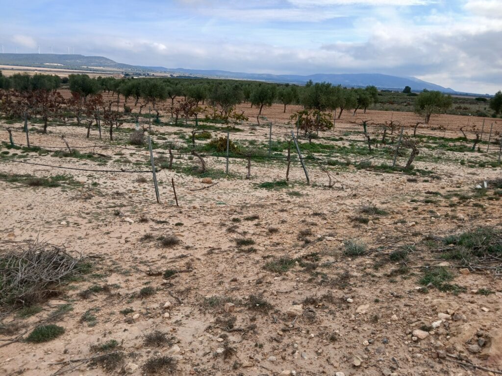 Land w Yecla - oferta MLSC830982