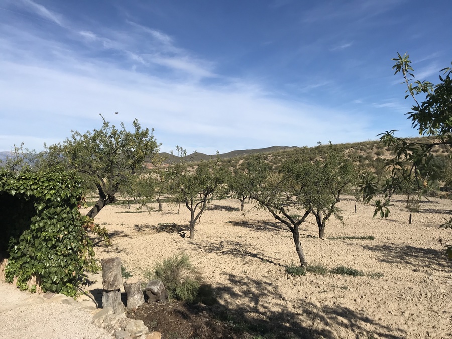 Finca w Lorca - oferta MLSC4925577
