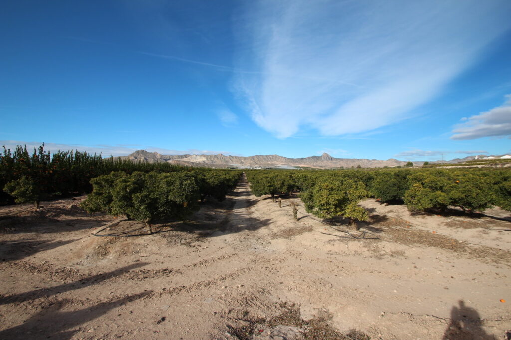 Finca w Murcia - oferta MLSC488956