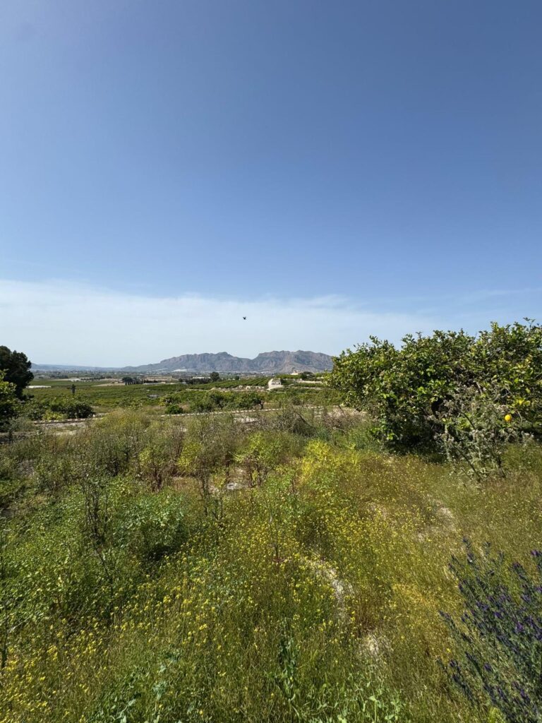 Finca w Orihuela - oferta MLSC2818999