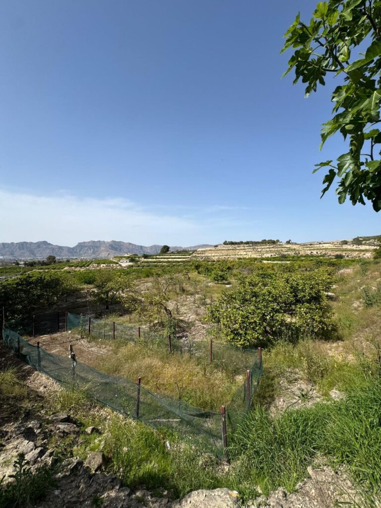 Finca w Orihuela - oferta MLSC2818999