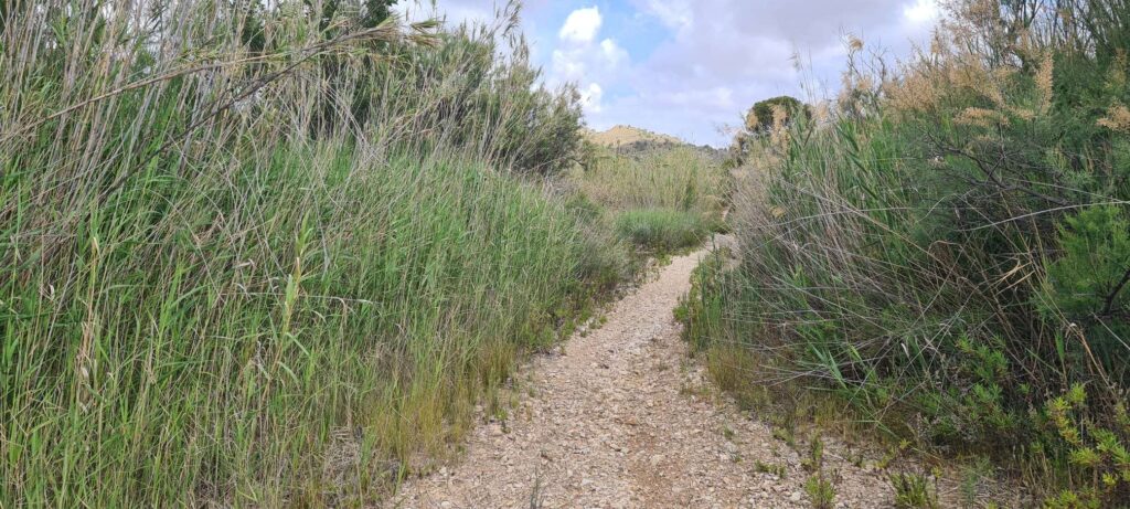 Land w Murcia - oferta MLSC5393680