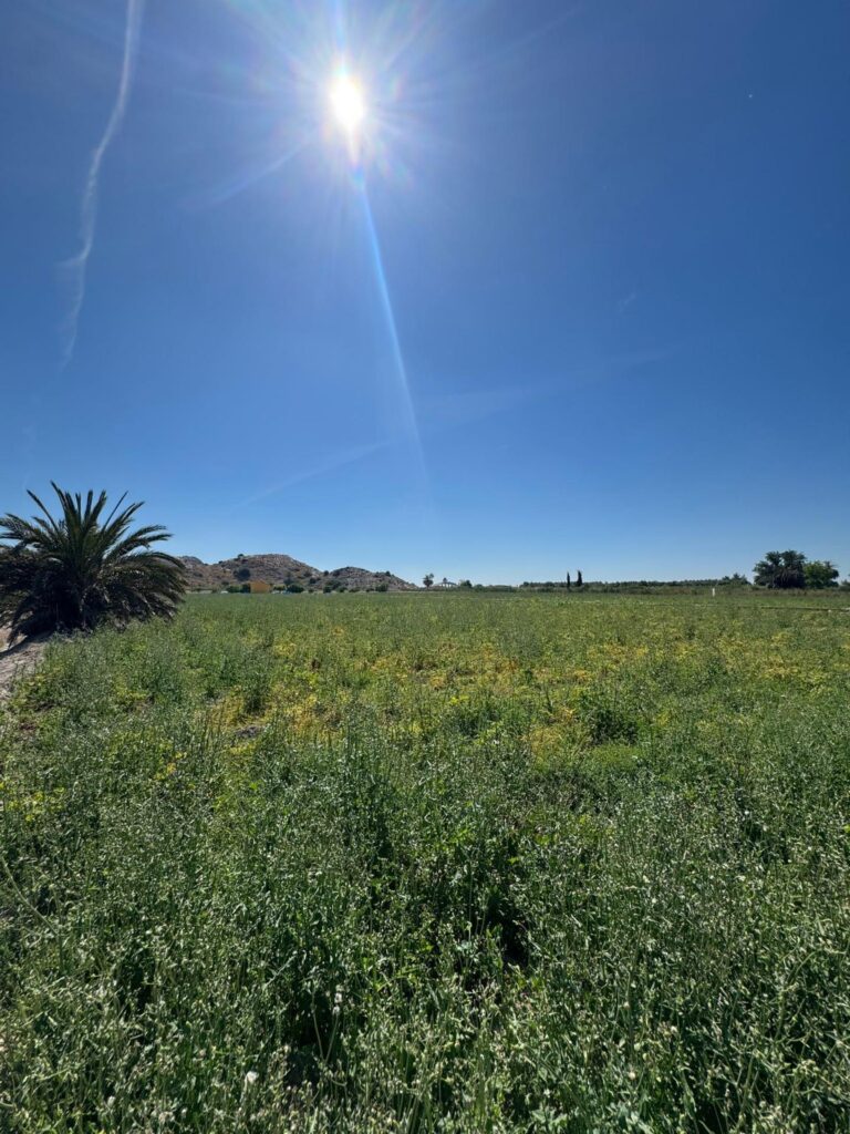 Finca w Granja de Rocamora - oferta MLSC4805668