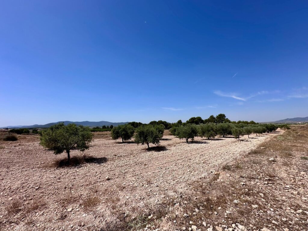 Land w Monóvar/Monóver - oferta MLSC6837435