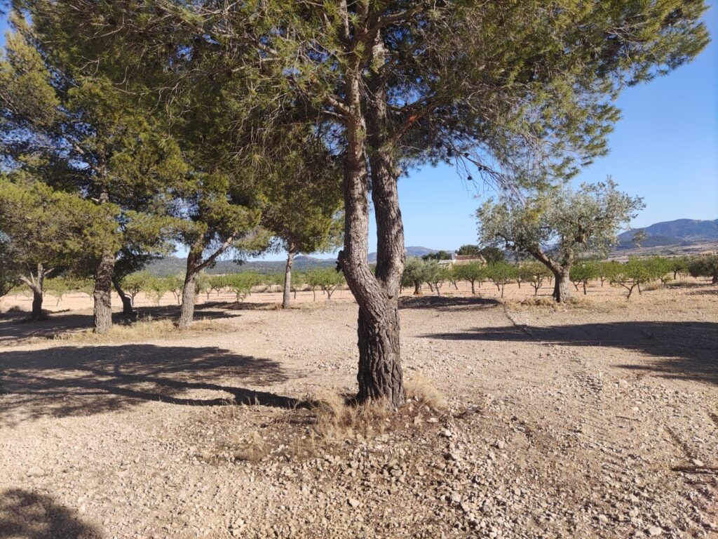 Land w Pinoso - oferta MLSC6662548