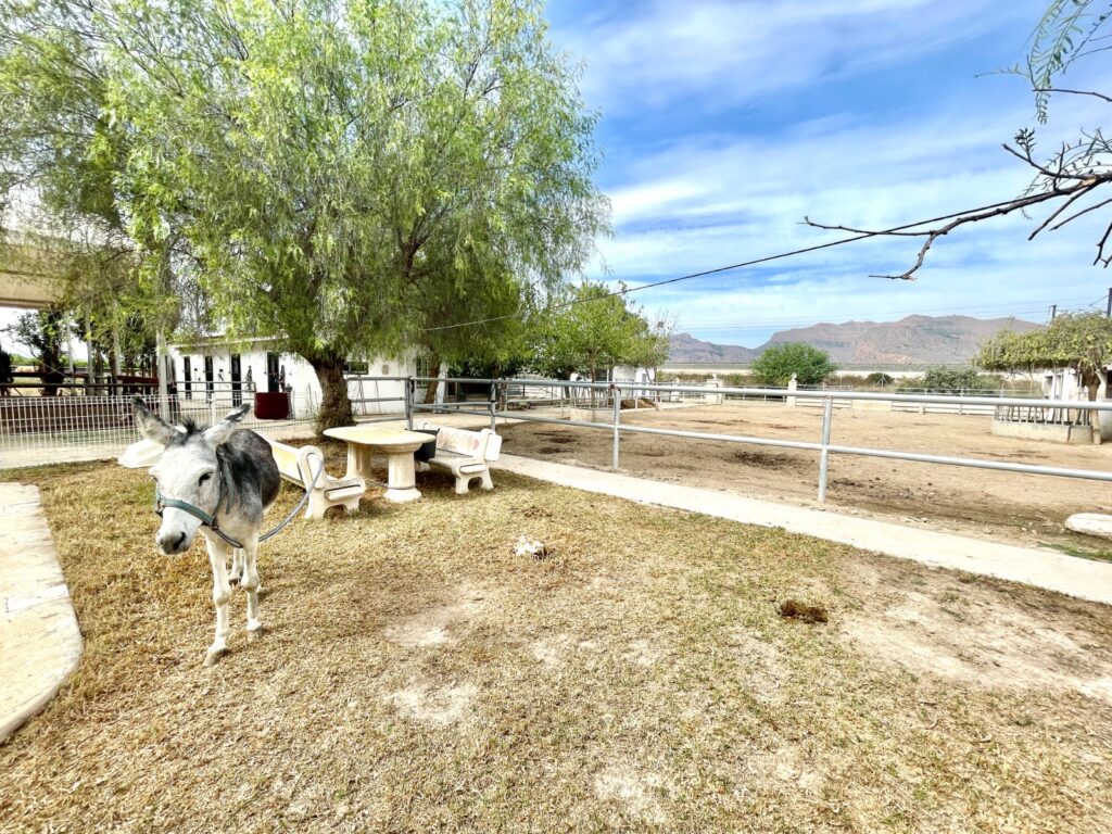 Country House w Orihuela - oferta MLSC4548996