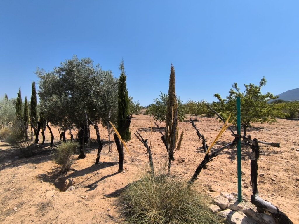 Country House w Villena - oferta MLSC5262218