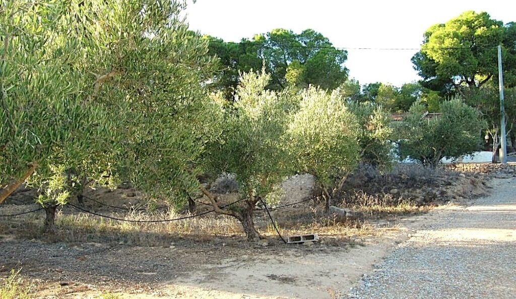 Finca w Gea Y Truyols - oferta MLSC5857155