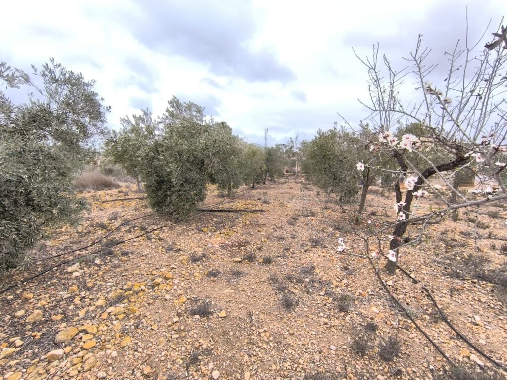 Finca w La Romana - oferta MLSC9417593