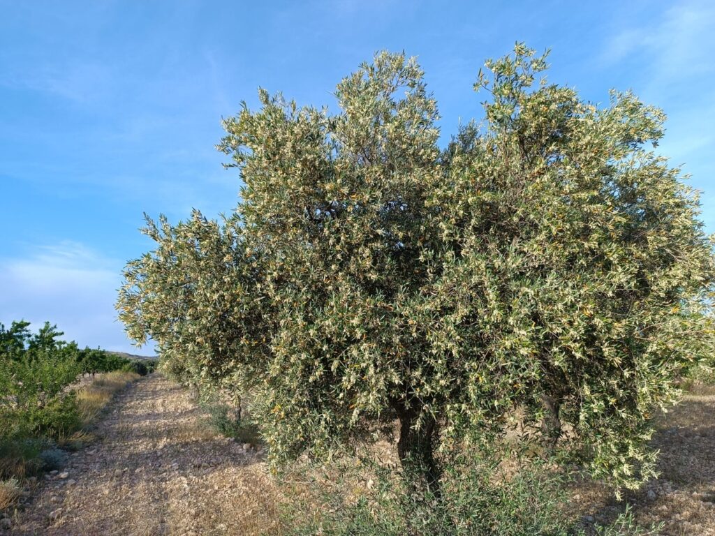 Finca w Yecla - oferta MLSC6055033