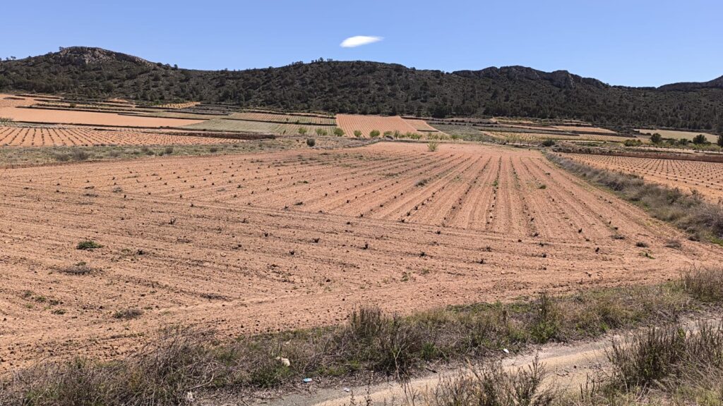 Land w Abanilla - oferta MLSC3095843