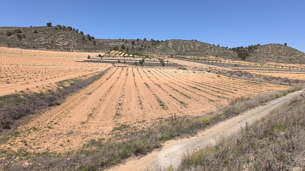Land w Abanilla - oferta MLSC3095843