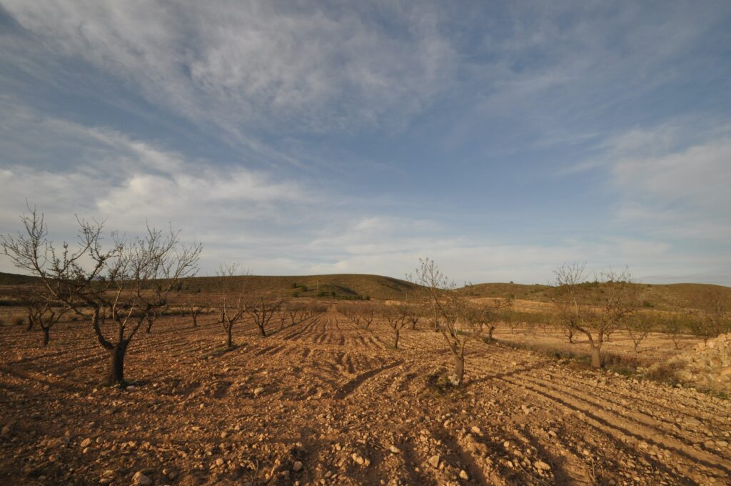 Land w Abanilla - oferta MLSC3623664