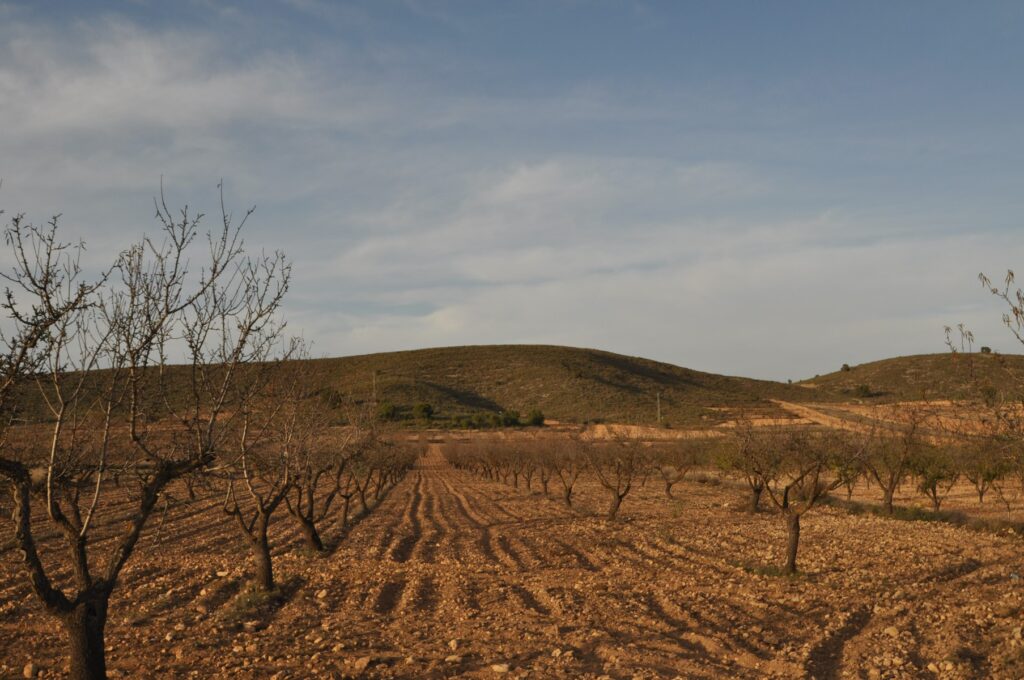 Land w Abanilla - oferta MLSC3623664