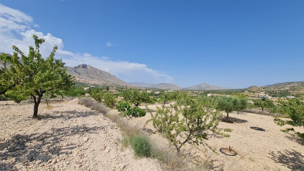 Land w Abanilla - oferta MLSC5022336