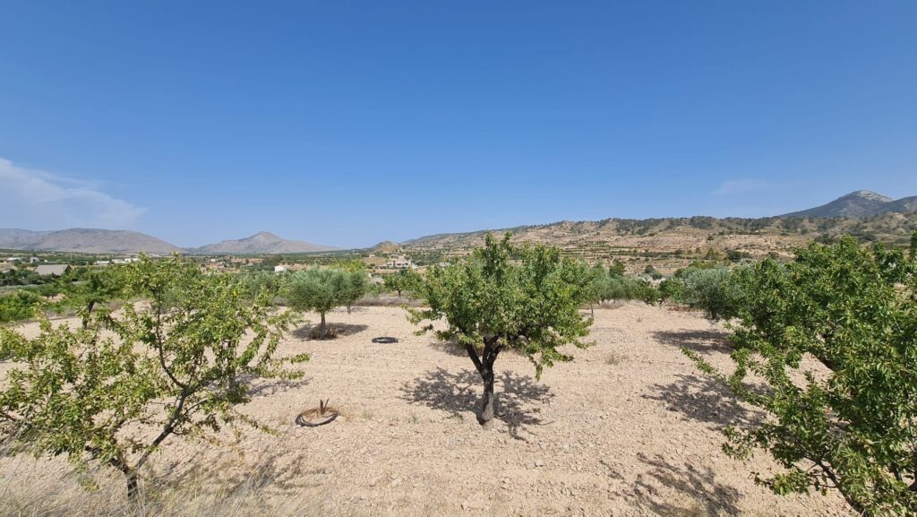 Land w Abanilla - oferta MLSC6684438