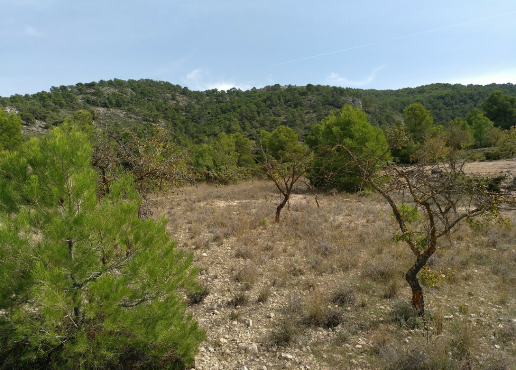 Land w Abanilla - oferta MLSC6931423