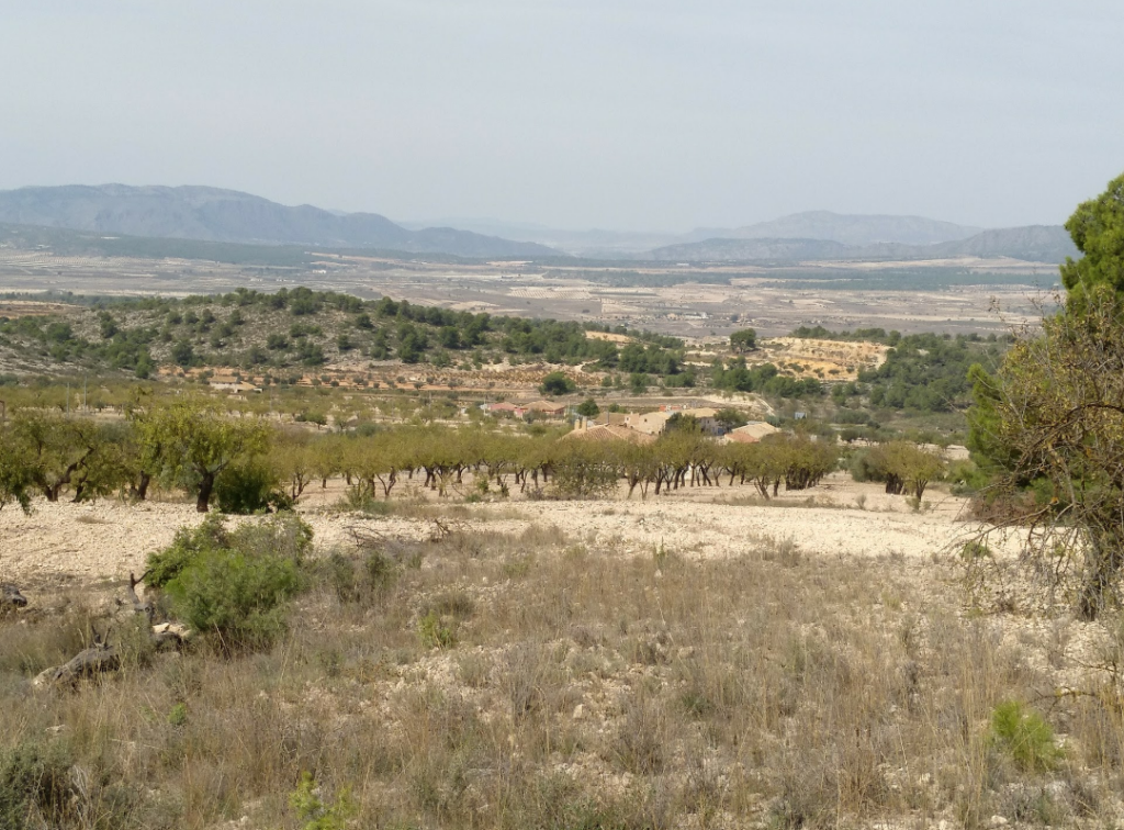 Land w Abanilla - oferta MLSC6931423