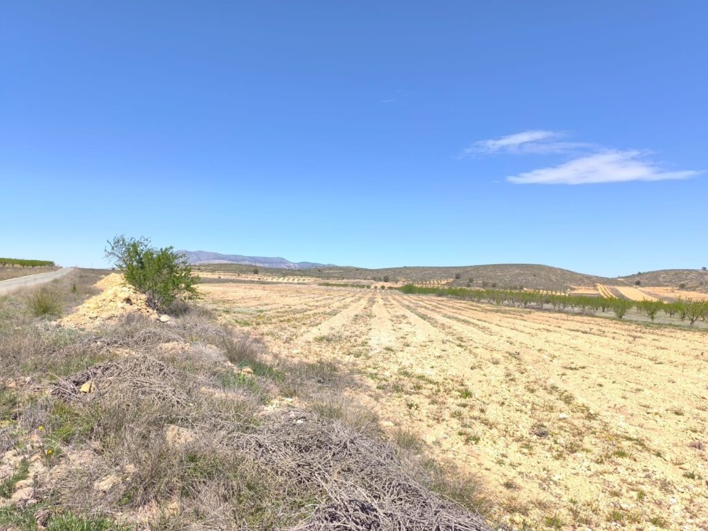 Land w Abanilla - oferta MLSC7444932