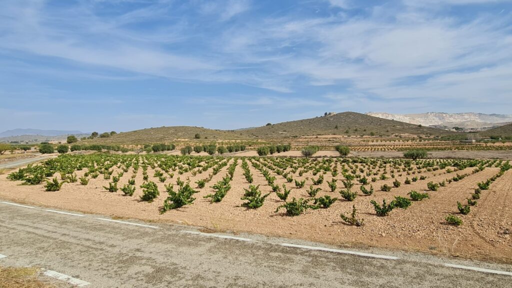 Land w Abanilla - oferta MLSC7556243