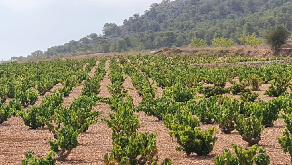 Land w Abanilla - oferta MLSC7556243