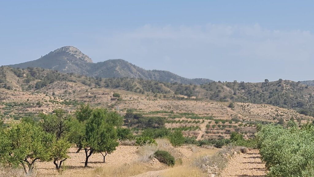 Land w Abanilla - oferta MLSC9571247