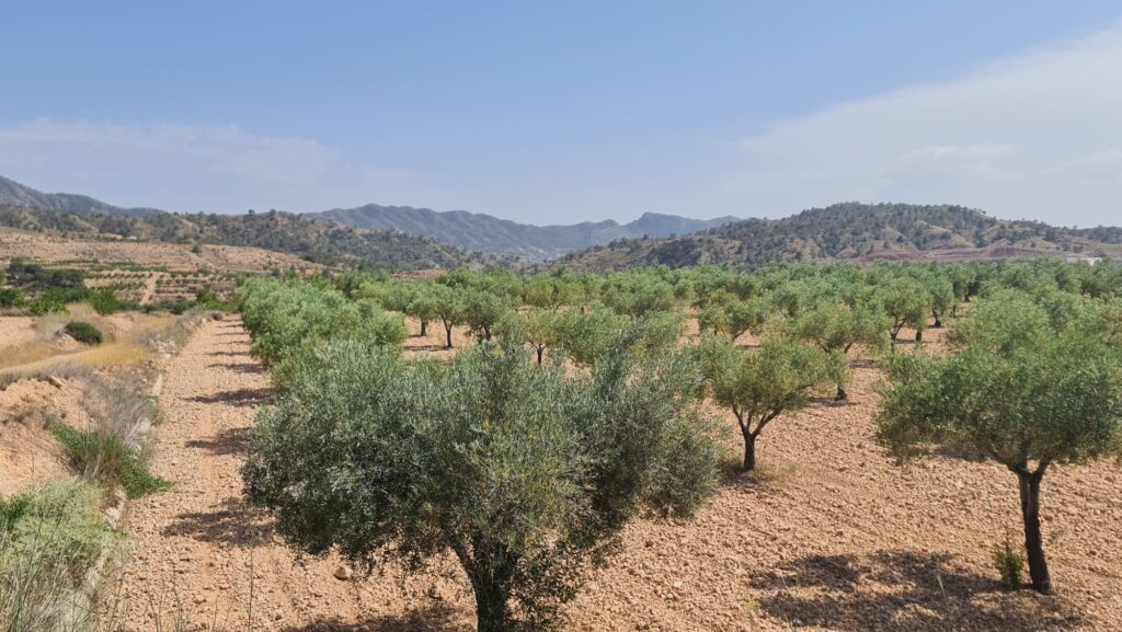 Land w Abanilla - oferta MLSC9571247
