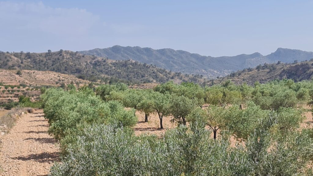 Land w Abanilla - oferta MLSC9571247