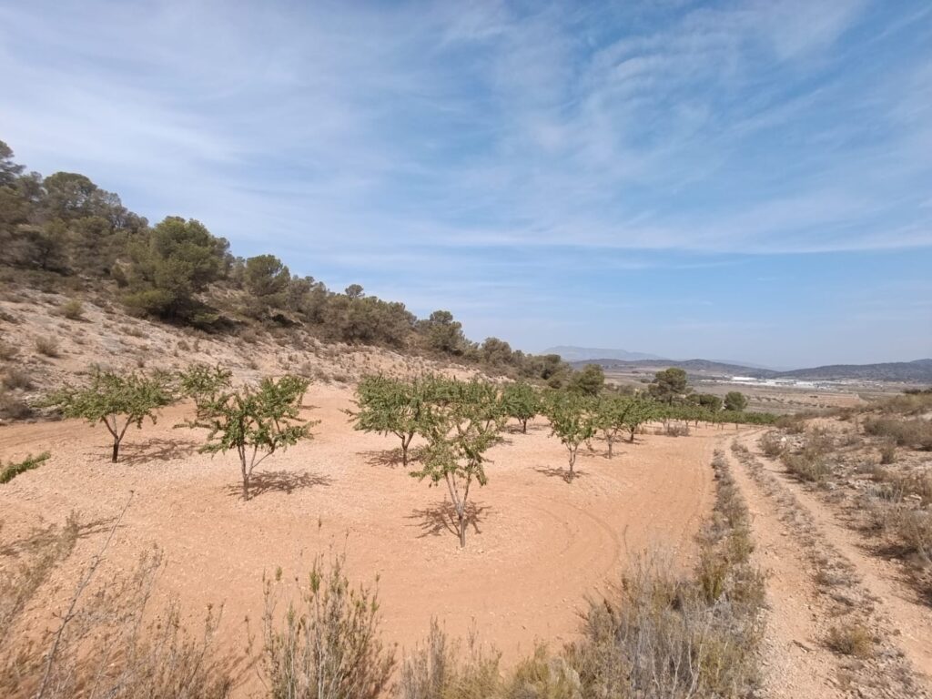 Land w Abanilla - oferta MLSC9943801