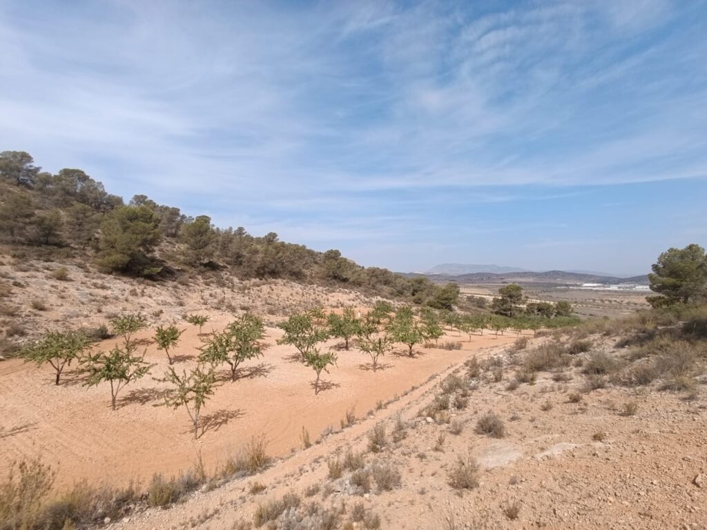 Land w Abanilla - oferta MLSC9943801