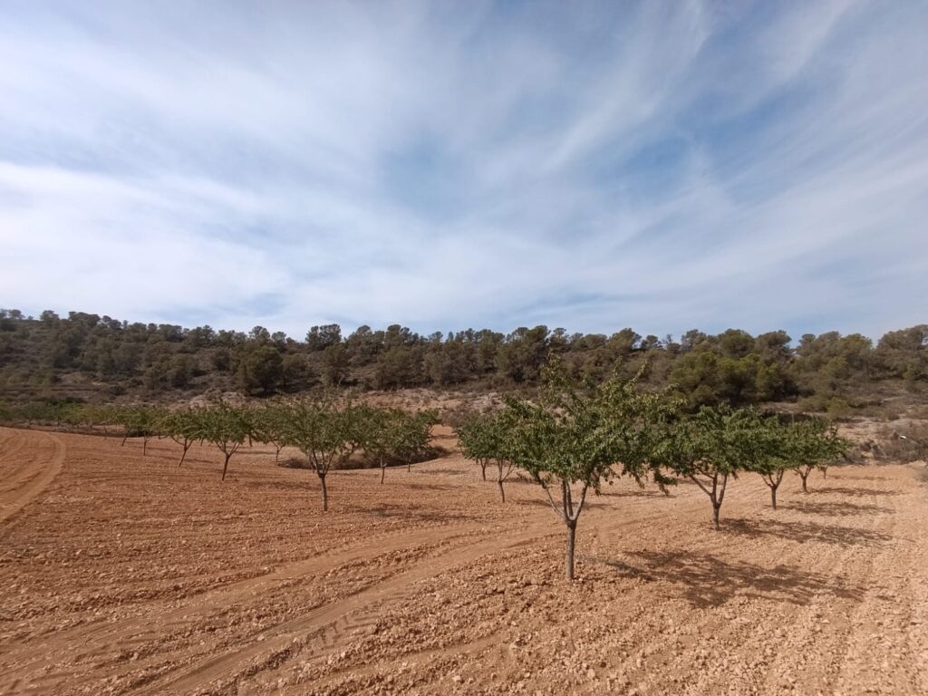 Land w Abanilla - oferta MLSC9943801