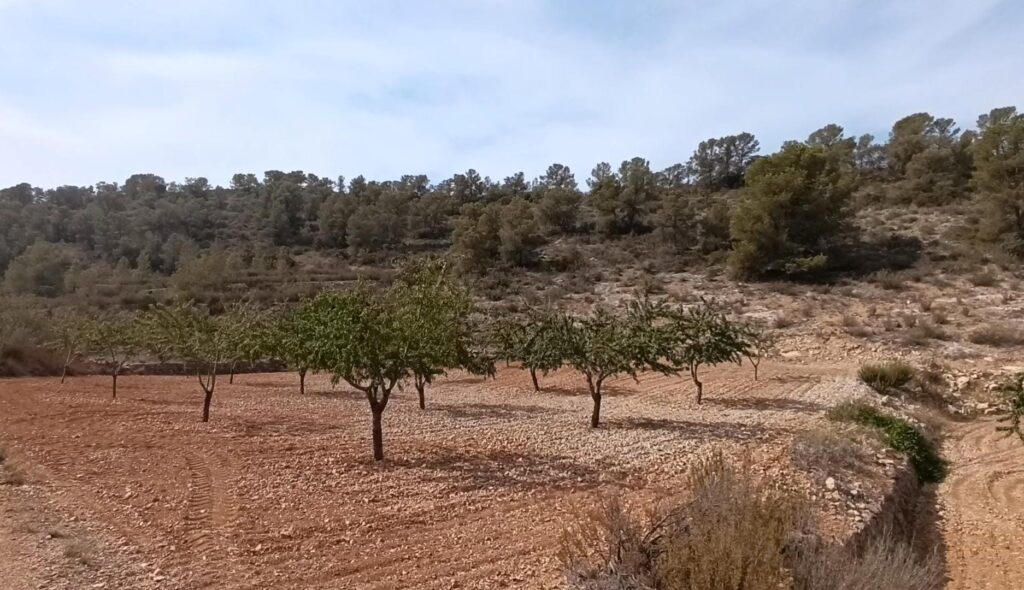 Land w Abanilla - oferta MLSC9943801