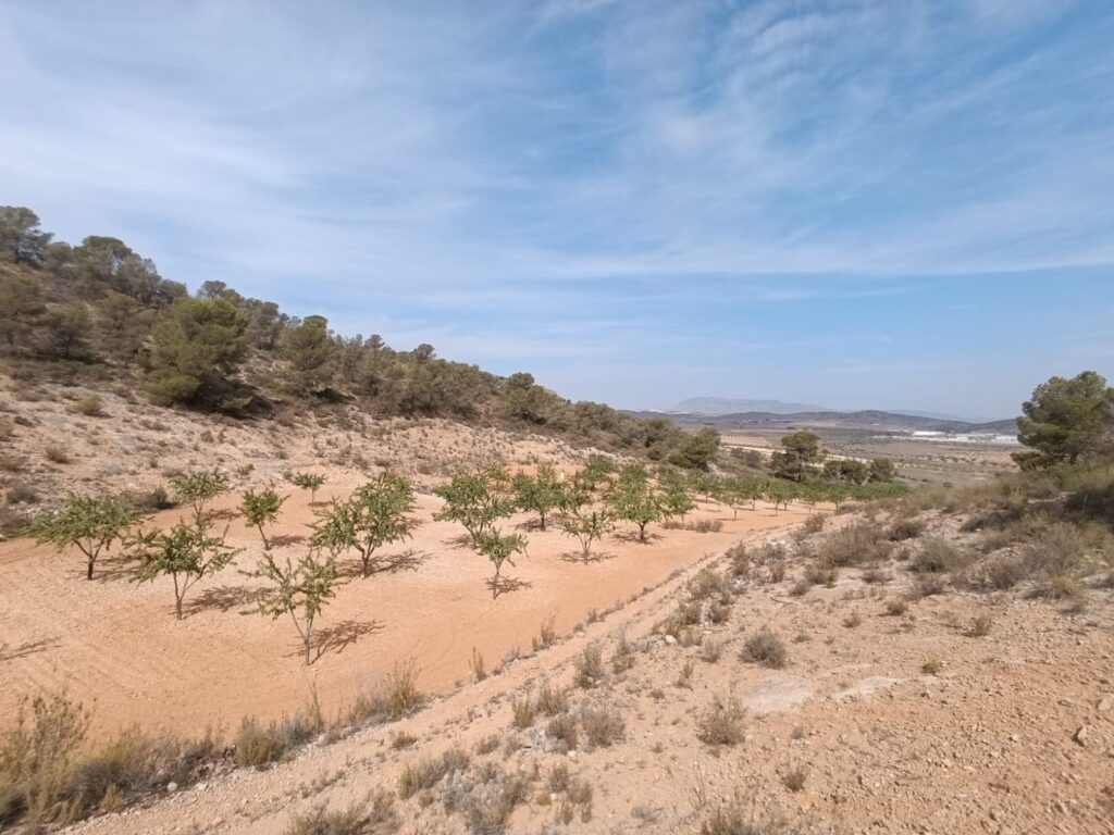 Land w Abanilla - oferta MLSC9943801