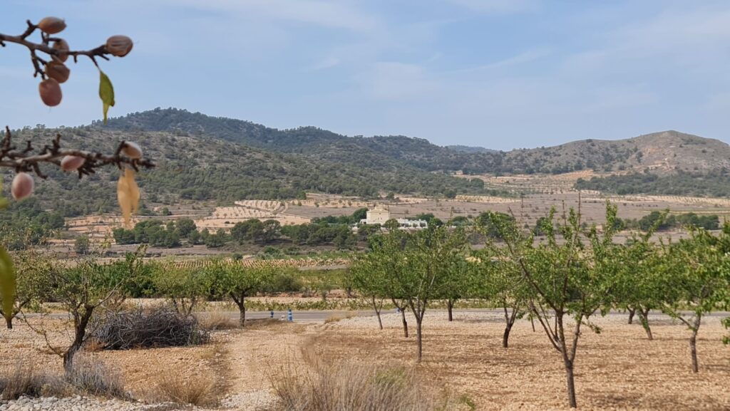 Land w Algueña - oferta MLSC3583848
