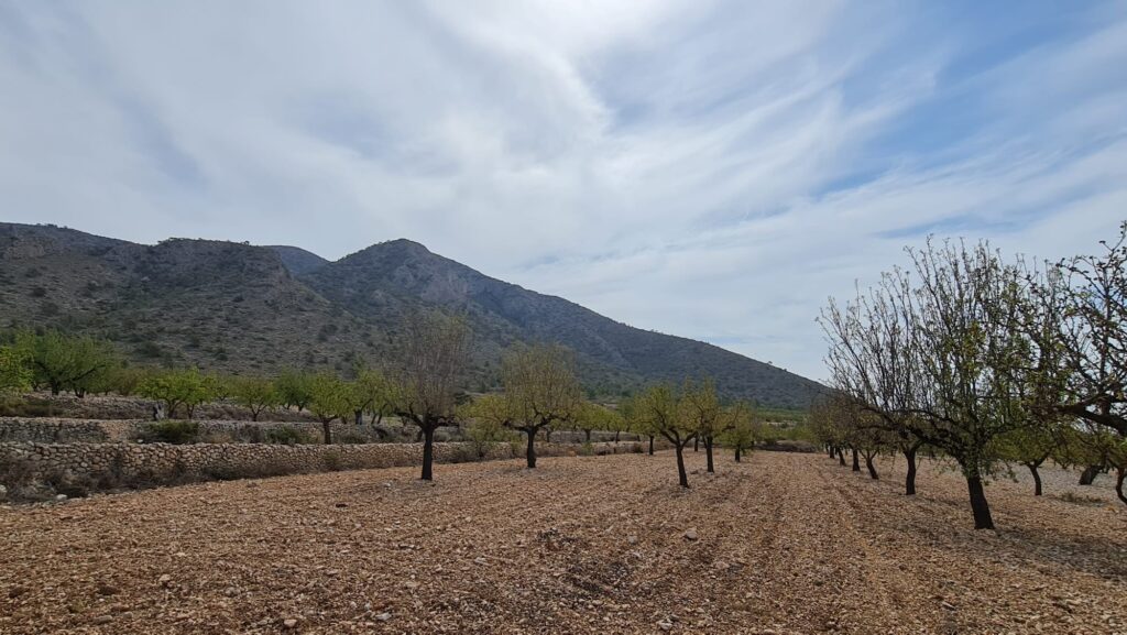 Land w Algueña - oferta MLSC3583848