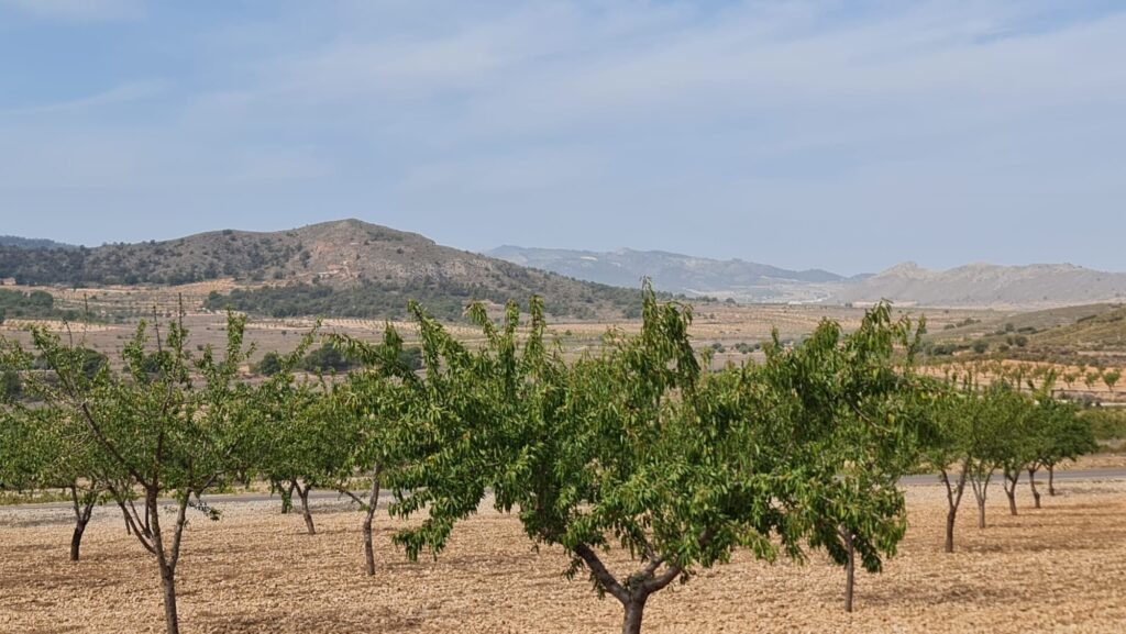 Land w Algueña - oferta MLSC3583848