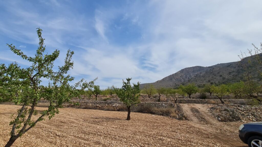 Land w Algueña - oferta MLSC3583848
