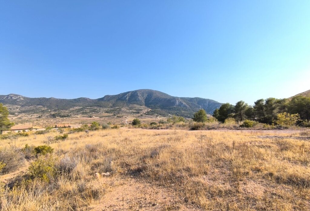 Land w Algueña - oferta MLSC8016849