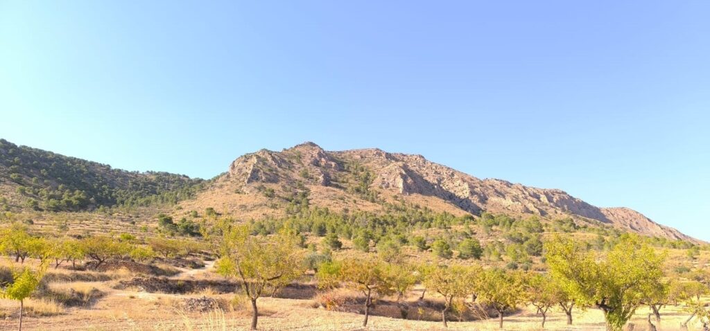 Land w Algueña - oferta MLSC8016849