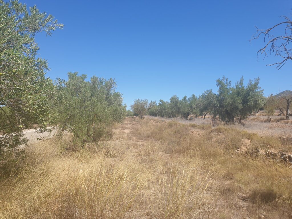 Land w Biar - oferta MLSC7604657