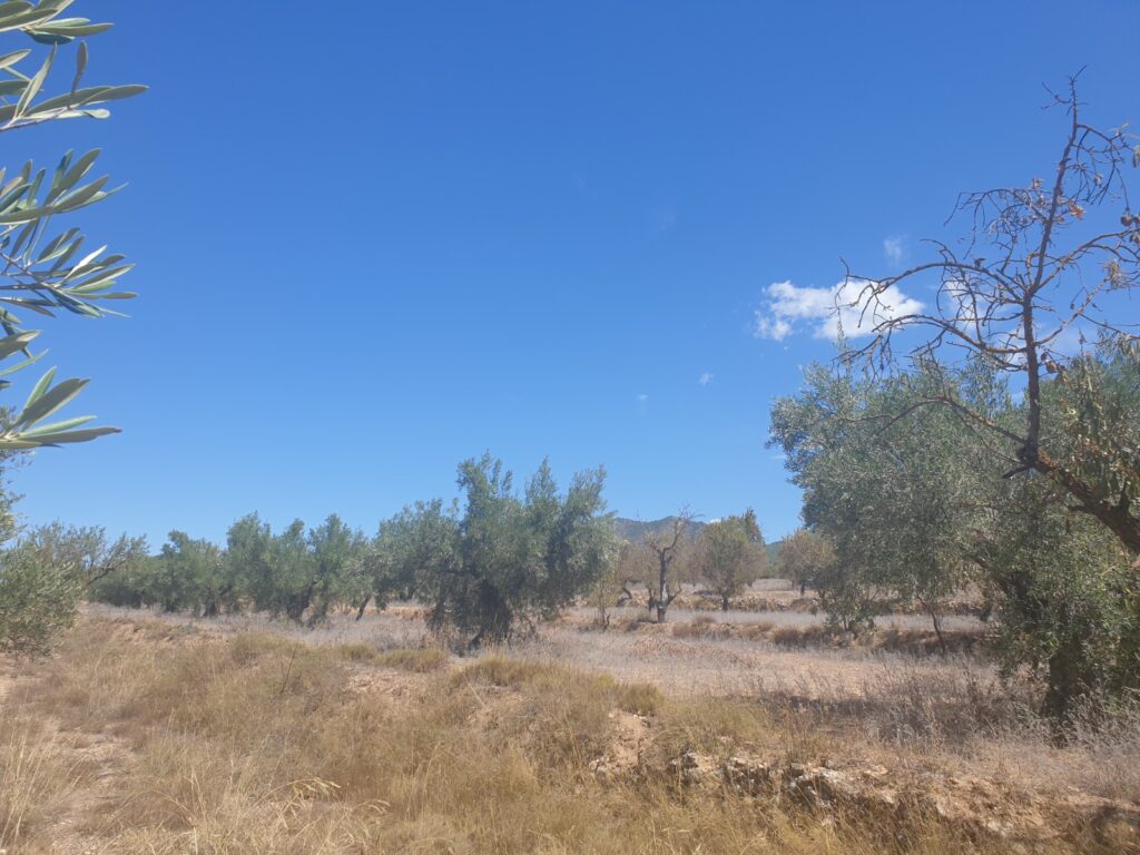 Land w Biar - oferta MLSC7604657