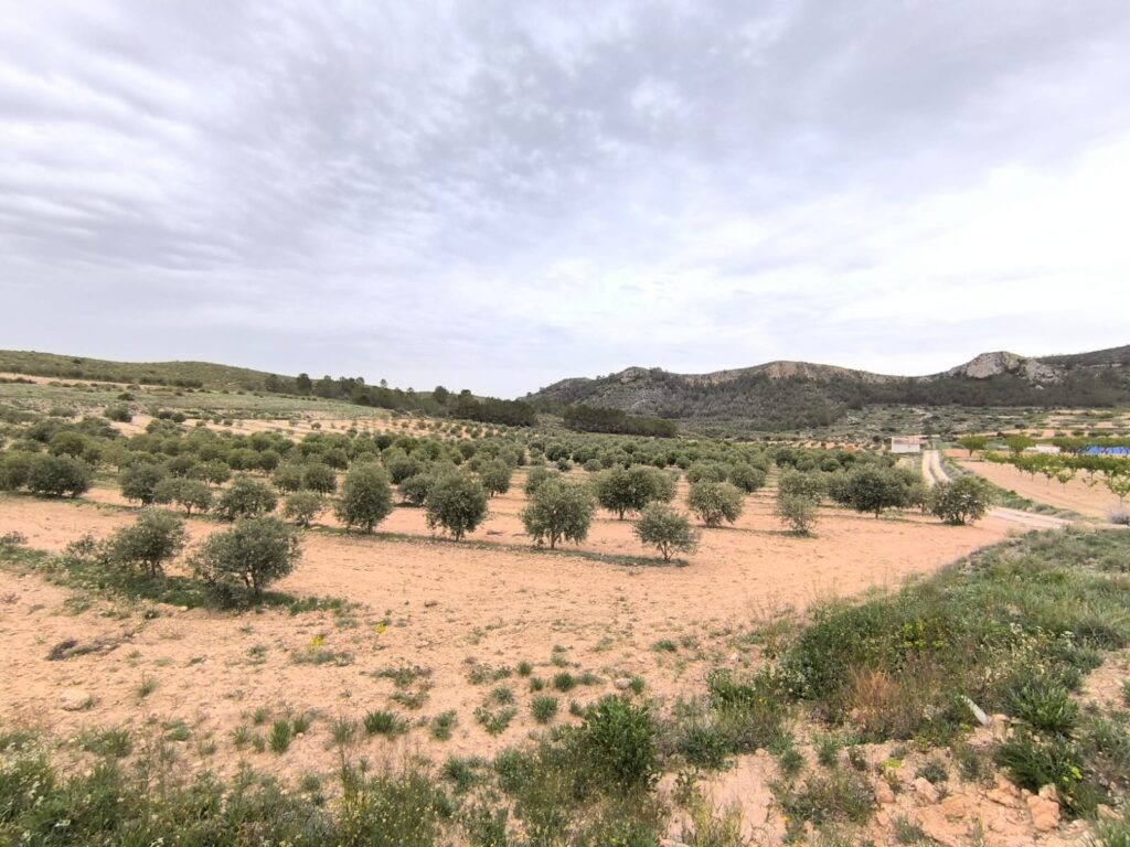 Land w Jumilla - oferta MLSC1471733